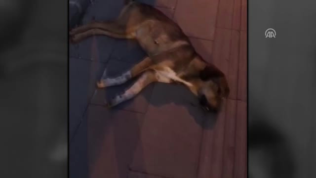 Amasya’da Köpeğe İşkence İddiası