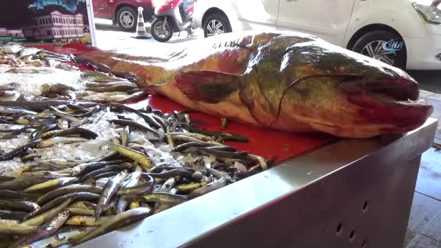 40 Kilo Ağırlığındaki Bu Balık 800 Lira