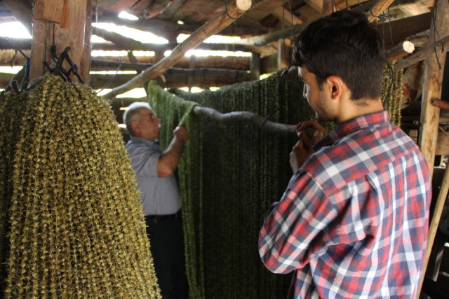 Amasya’da Çeyrek Altın Olarak Adlandırılan Çiçek Bamyasının Kilosu 120 TL’den Satılıyor