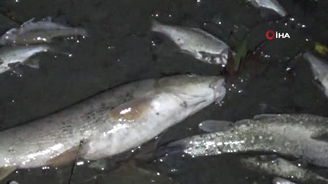 Balıklar Kıyıya Vurdu, Polis ‘Zehirli Olabilir’ Diye Uyardı