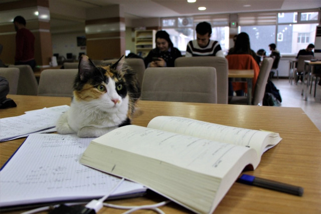 Kediler Üniversitenin Kütüphanesine Sığındı